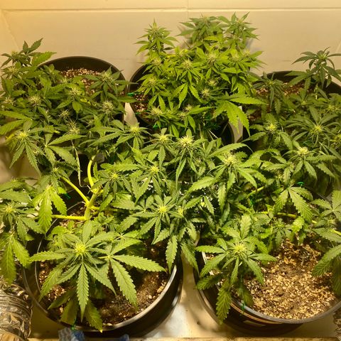 Auto Blue Mazar #1 growlog timeline photo