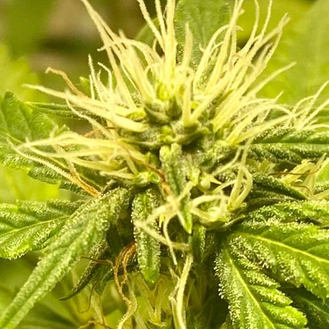 Auto Blue Mazar #1 growlog timeline photo