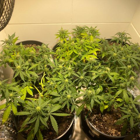 Auto Blue Mazar #1 growlog timeline photo