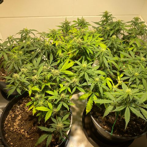 Auto Blue Mazar #1 growlog timeline photo