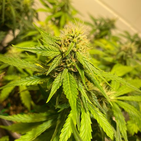 Auto Blue Mazar #1 growlog timeline photo