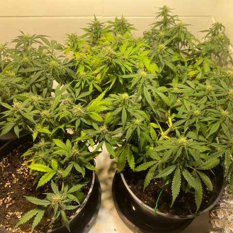 Auto Blue Mazar #1 growlog timeline photo