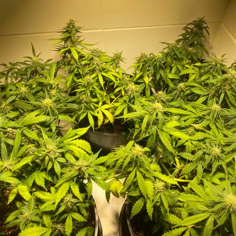 Auto Blue Mazar #1 growlog timeline photo