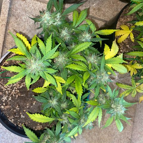 Auto Blue Mazar #1 growlog timeline photo