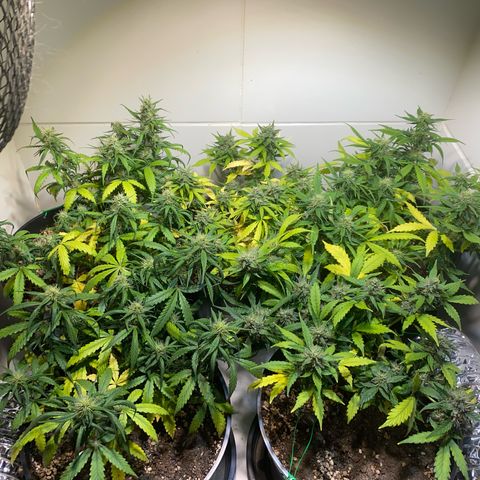 Auto Blue Mazar #1 growlog timeline photo