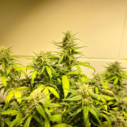 Auto Blue Mazar #1 growlog timeline photo