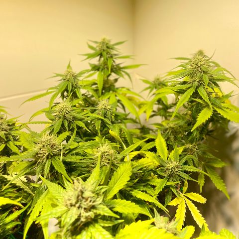 Auto Blue Mazar #1 growlog timeline photo