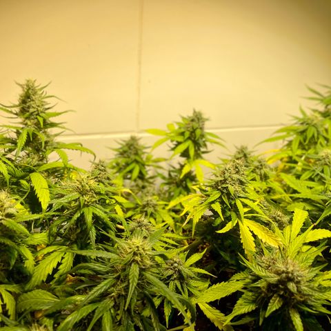 Auto Blue Mazar #1 growlog timeline photo