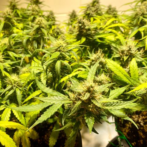 Auto Blue Mazar #1 growlog timeline photo