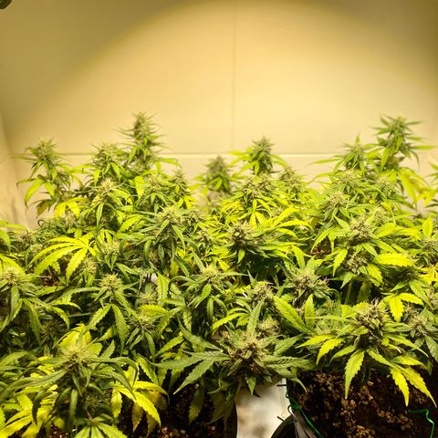 Auto Blue Mazar #1 growlog timeline photo