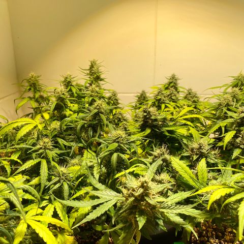 Auto Blue Mazar #1 growlog timeline photo