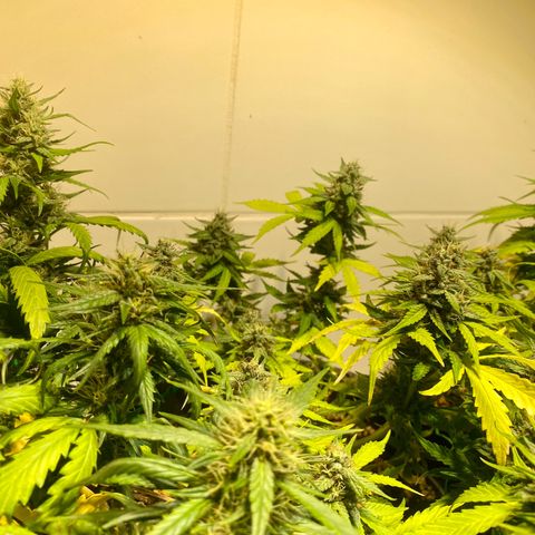 Auto Blue Mazar #1 growlog timeline photo