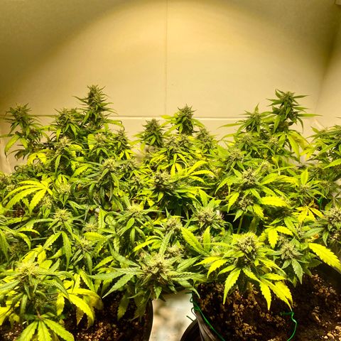 Auto Blue Mazar #1 growlog timeline photo