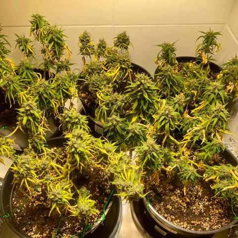 Auto Blue Mazar #1 growlog timeline photo