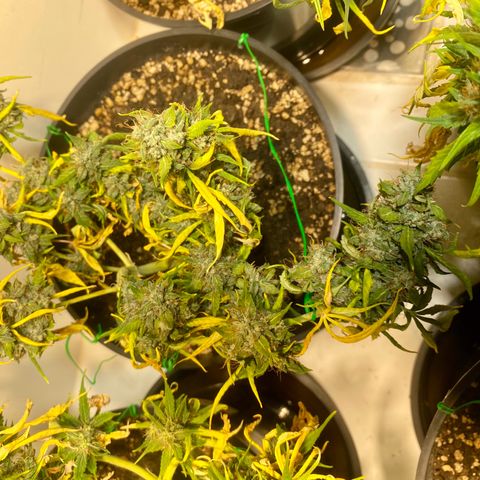 Auto Blue Mazar #1 growlog timeline photo