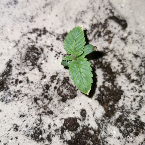Alice (Biscotti)  growlog timeline photo