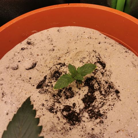 Alice (Biscotti)  growlog timeline photo
