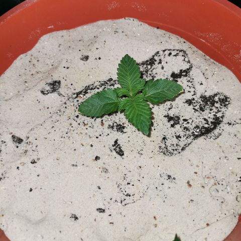Alice (Biscotti)  growlog timeline photo