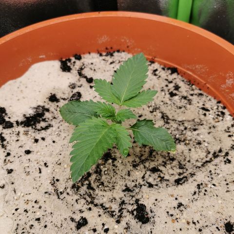 Alice (Biscotti)  growlog timeline photo