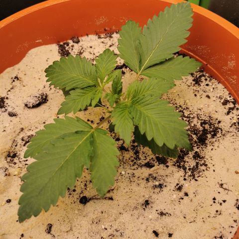 Alice (Biscotti)  growlog timeline photo