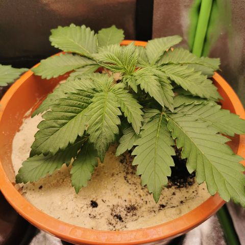 Alice (Biscotti)  growlog timeline photo