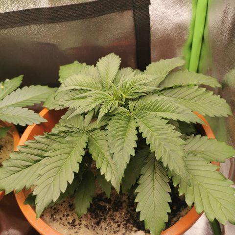 Alice (Biscotti)  growlog timeline photo