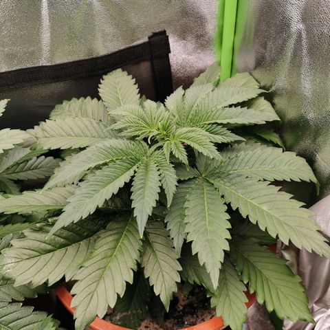 Alice (Biscotti)  growlog timeline photo