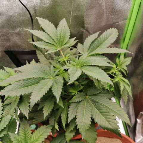 Alice (Biscotti)  growlog timeline photo