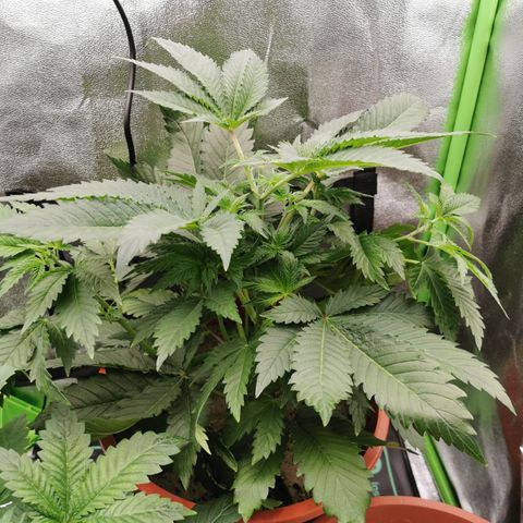 Alice (Biscotti)  growlog timeline photo