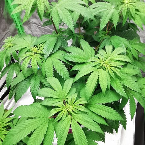 Alice (Biscotti)  growlog timeline photo