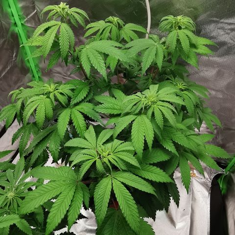 Alice (Biscotti)  growlog timeline photo