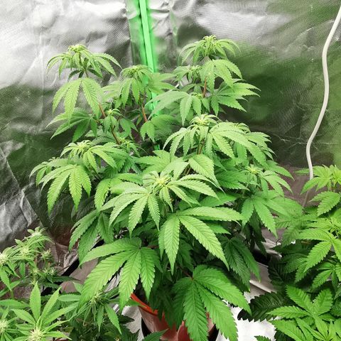 Alice (Biscotti)  growlog timeline photo