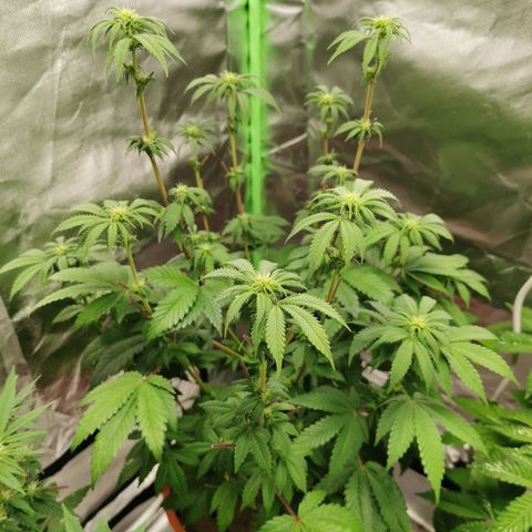 Alice (Biscotti)  growlog timeline photo