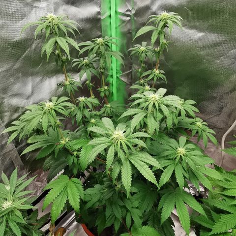 Alice (Biscotti)  growlog timeline photo