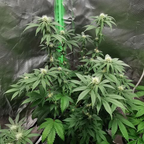 Alice (Biscotti)  growlog timeline photo