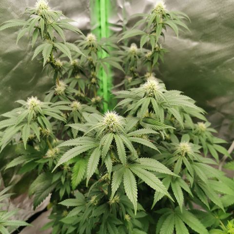 Alice (Biscotti)  growlog timeline photo