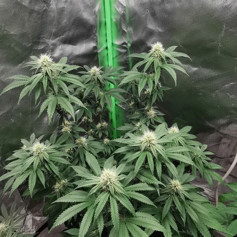 Alice (Biscotti)  growlog timeline photo