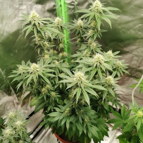 Alice (Biscotti)  growlog timeline photo