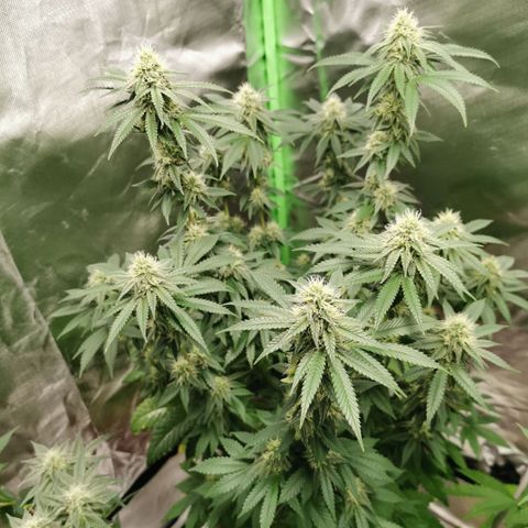 Alice (Biscotti)  growlog timeline photo