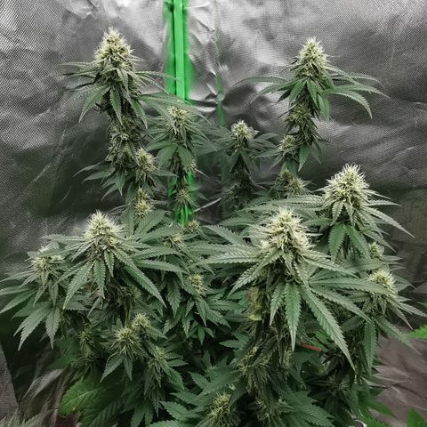 Alice (Biscotti)  growlog timeline photo