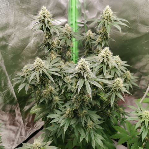 Alice (Biscotti)  growlog timeline photo