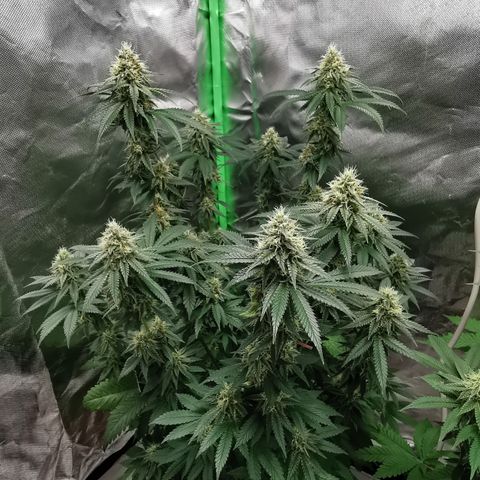 Alice (Biscotti)  growlog timeline photo