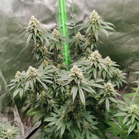 Alice (Biscotti)  growlog timeline photo