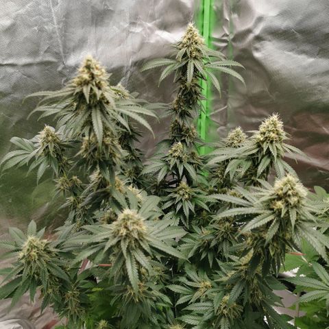 Alice (Biscotti)  growlog timeline photo