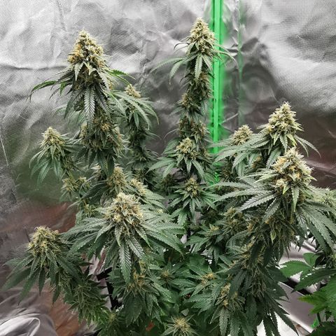 Alice (Biscotti)  growlog timeline photo