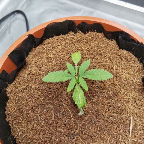 Peter Vankman growlog timeline photo