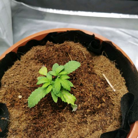 Peter Vankman growlog timeline photo