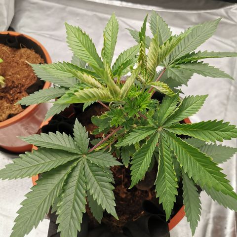 Bananaramadingdong ;)  growlog timeline photo