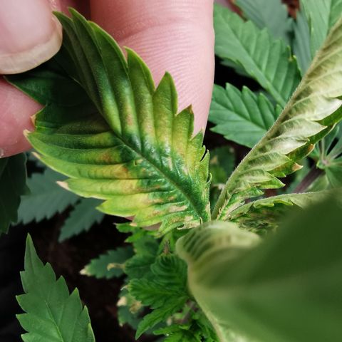Bananaramadingdong ;)  growlog timeline photo