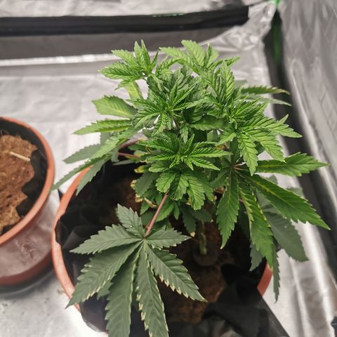 Bananaramadingdong ;)  growlog timeline photo